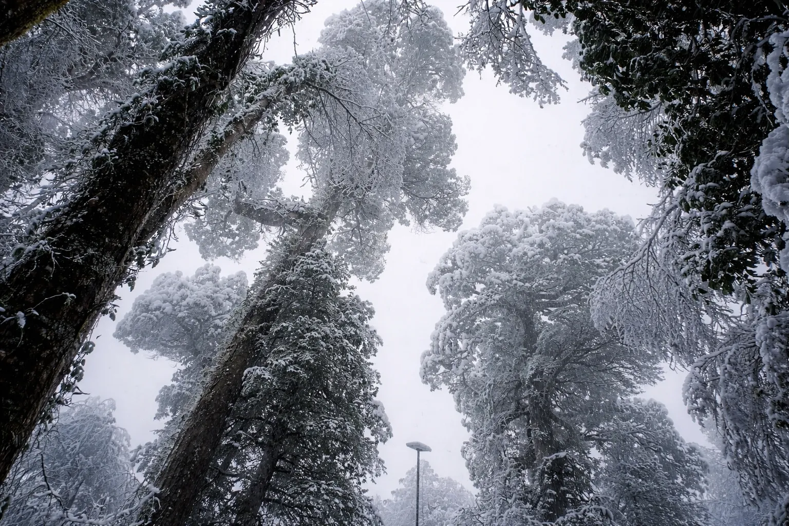 Coigües nevados