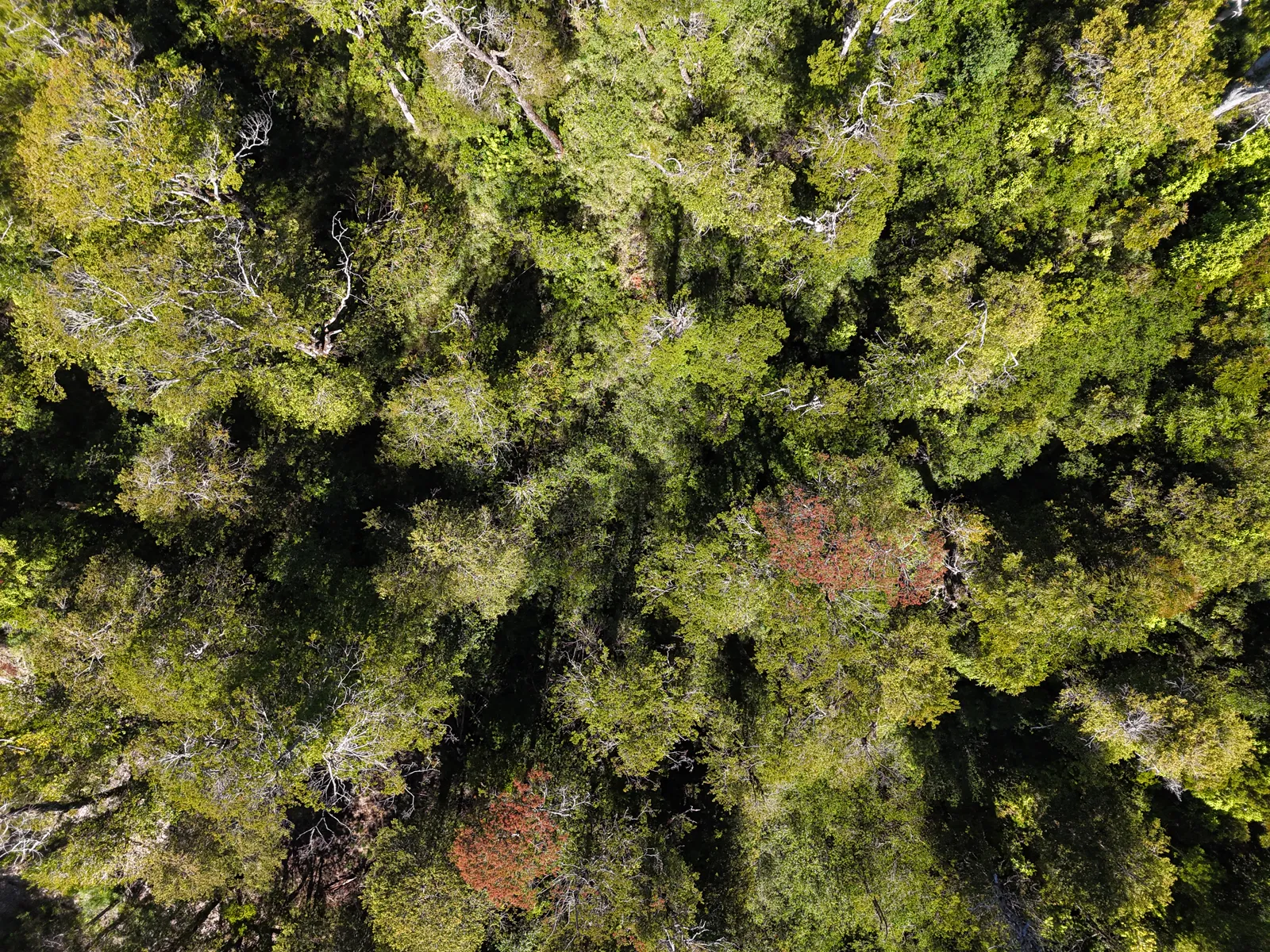 Copas del bosque desde el aire