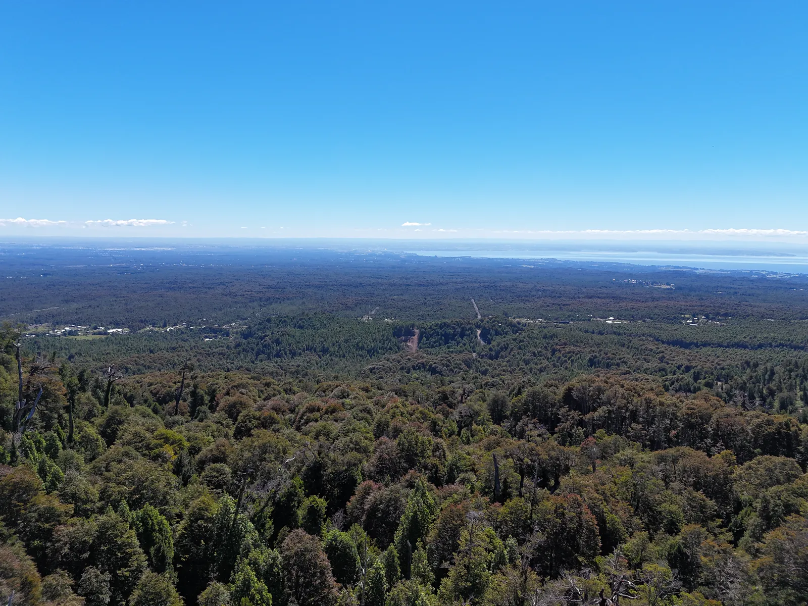 La selva patagónica hasta el horizonte