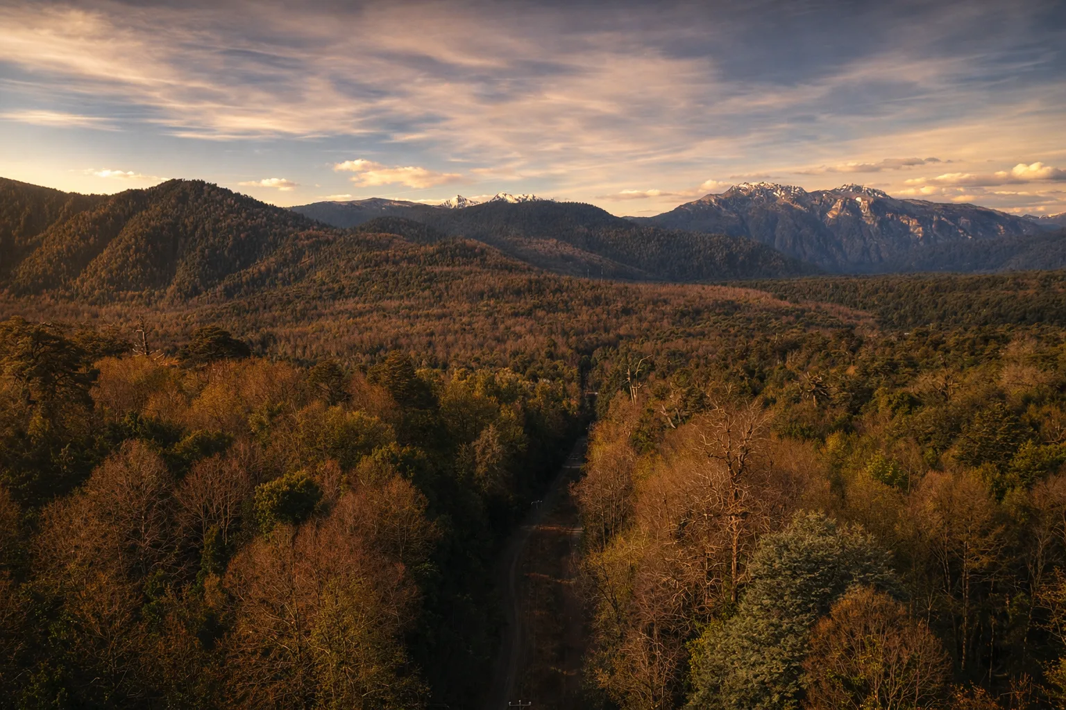 La selva patagónica al atardecer