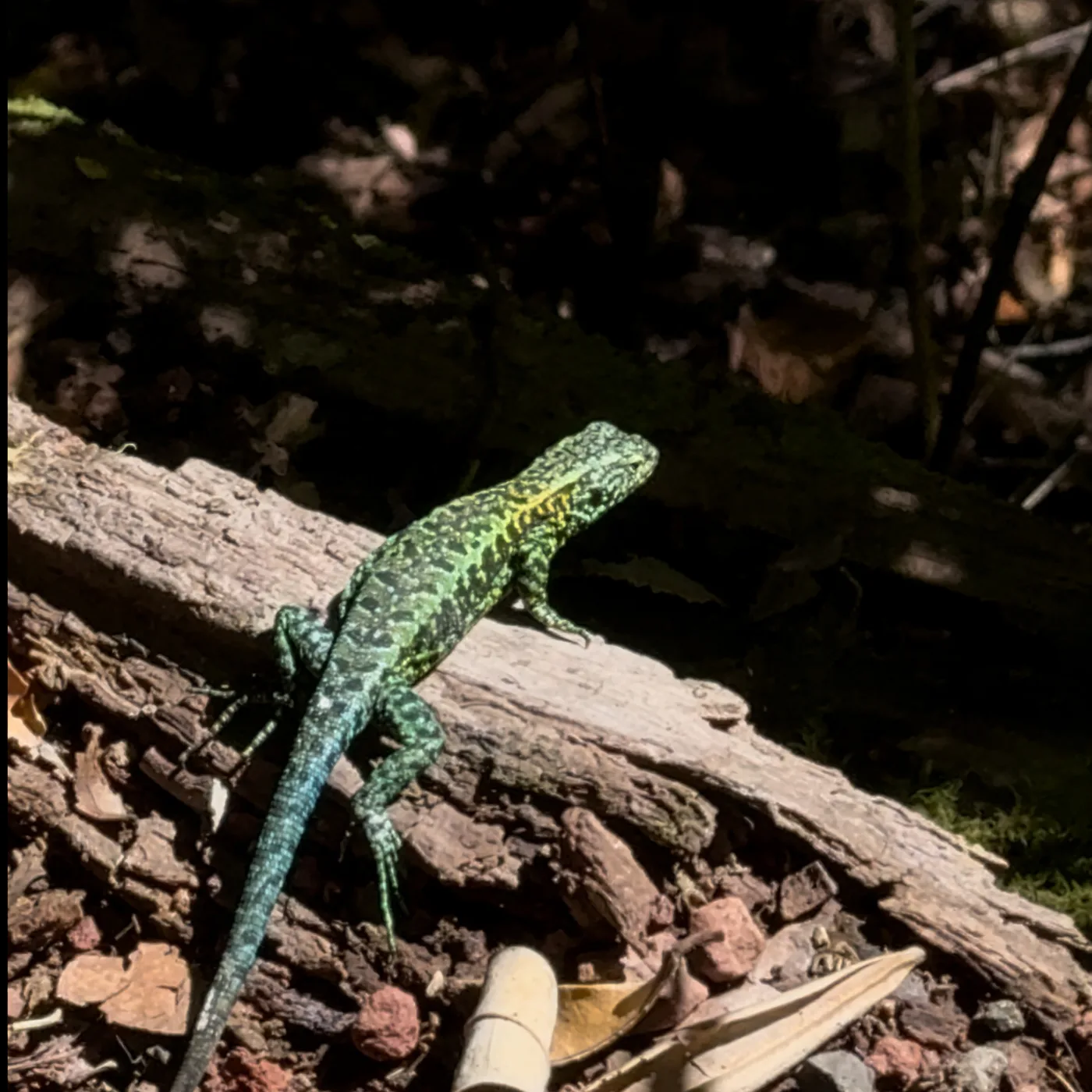 Lagarto del bosque